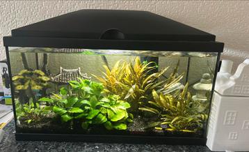 Aquarium 60 liter incl vissen beschikbaar voor biedingen