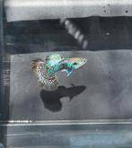 Serian Dragon Guppen, Dieren en Toebehoren, Vissen | Aquariumvissen, Vis