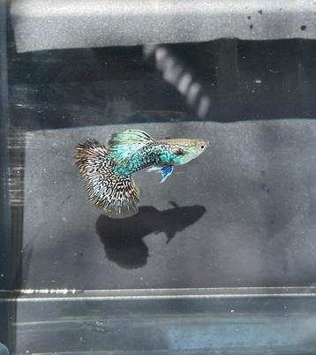 Serian Dragon Guppen beschikbaar voor biedingen