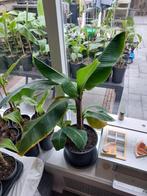 Musa acuminata grand nain originele chequita banaan!, Ophalen of Verzenden, Overige soorten, Minder dan 100 cm