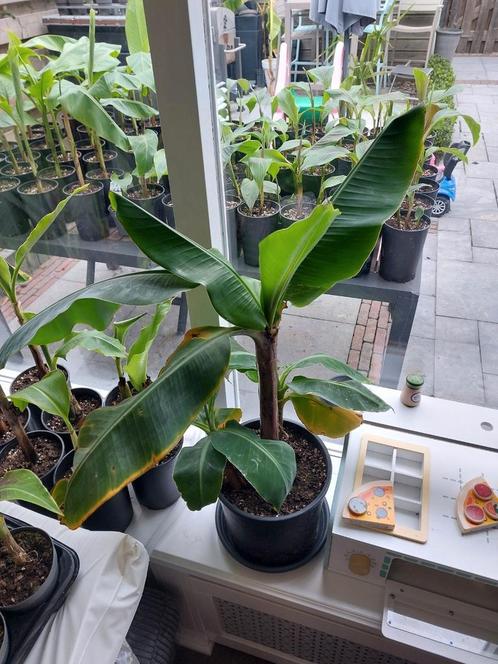 Musa acuminata grand nain originele chequita banaan!, Huis en Inrichting, Kamerplanten, Overige soorten, Minder dan 100 cm, Ophalen of Verzenden