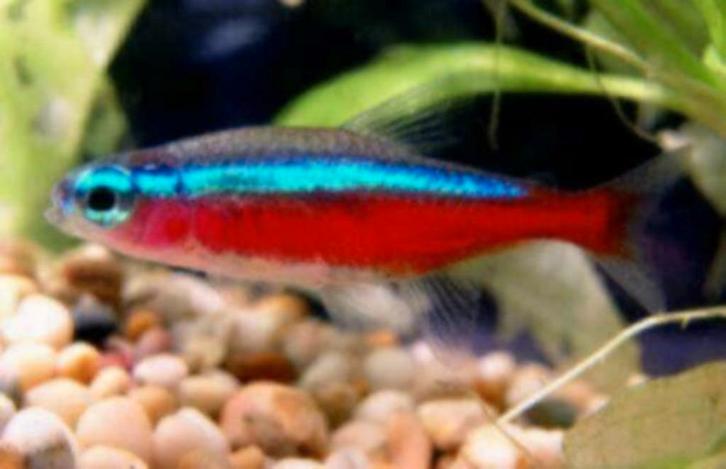 Kardinaal tetra XL - Koidreams Valburg, Dieren en Toebehoren, Vissen | Aquariumvissen, Zoetwatervis, Vis