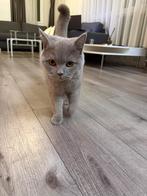 Britse kort haar kitten compleet inc toebehoren, Dieren en Toebehoren, Katten en Kittens | Overige Katten, Poes, 0 tot 2 jaar