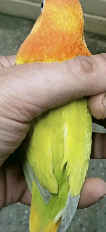 Prachtige piep jonge agapornis fisheri opaline dilute  beschikbaar voor biedingen