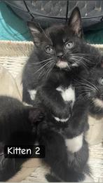 Lieve Kittens, Dieren en Toebehoren, Katten en Kittens | Raskatten | Korthaar, Meerdere dieren, Ontwormd