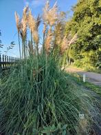 Pampas Pluimen, Tuin en Terras, Ophalen, Herfst, Siergrassen, Volle zon