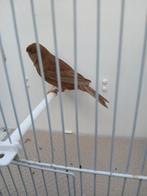 bruin split pastel kanaries, Dieren en Toebehoren, Vogels | Kanaries, Mannelijk, Kleurkanarie