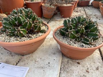 Cactus Euphorbia Echinus potmaat 21 en 27 cm beschikbaar voor biedingen
