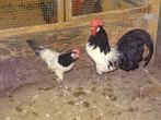 Koppel Lakenvelder, Dieren en Toebehoren, Pluimvee, Meerdere dieren, Kip