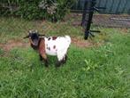 Dwerg bokje, Dieren en Toebehoren, Schapen, Geiten en Varkens, Mannelijk, Geit