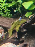 L200 pleco.   Groot. Volwassen, Dieren en Toebehoren, Vis
