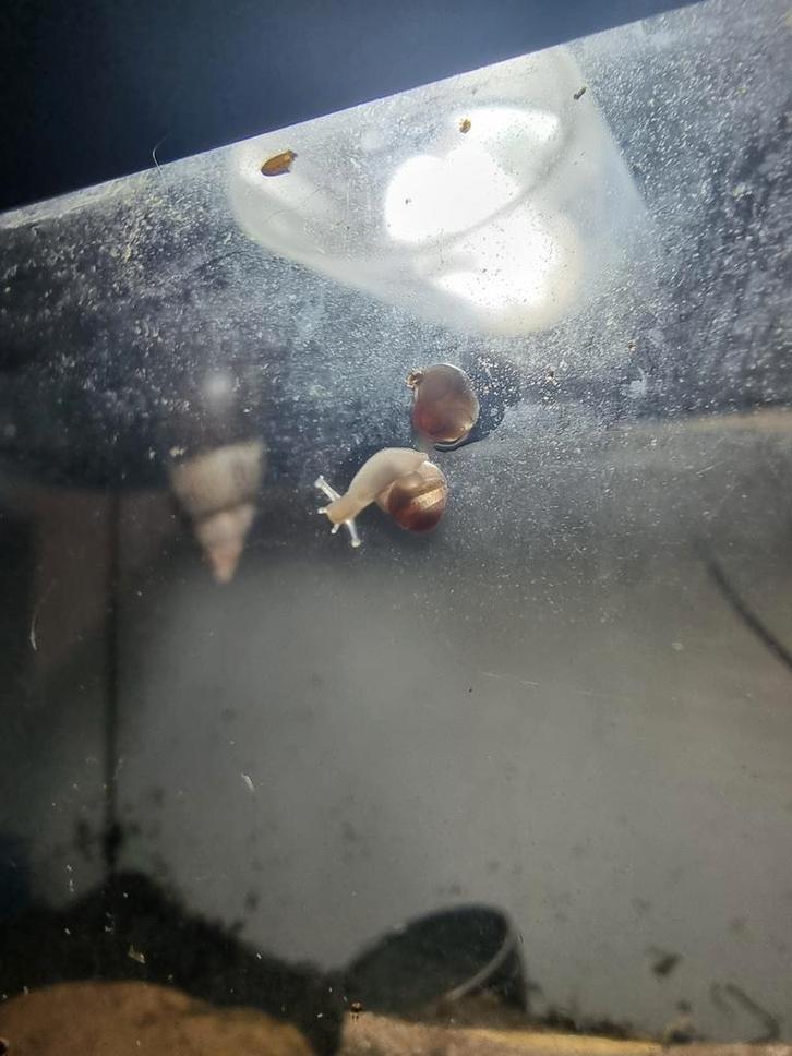 Afrikaanse reuzen slak babys/juveniele, EERST LEZEN! NO FOOD, Dieren en Toebehoren, Reptielen en Amfibieën, 0 tot 2 jaar