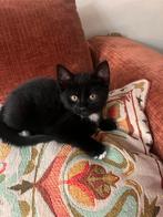 Lieve kitten zoekt baasje, Dieren en Toebehoren, Katten en Kittens | Overige Katten, Kater