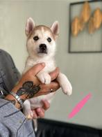 Prachtige husky x akita pups 🥰, Dieren en Toebehoren, Rabiës (hondsdolheid), Overige rassen, 8 tot 15 weken, Meerdere