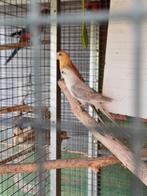 Reb back parkieten 2 popjes, Dieren en Toebehoren, Vogels | Parkieten en Papegaaien, Vrouwelijk, Parkiet