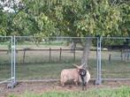 Dekrammen te huur, Mannelijk, Schaap