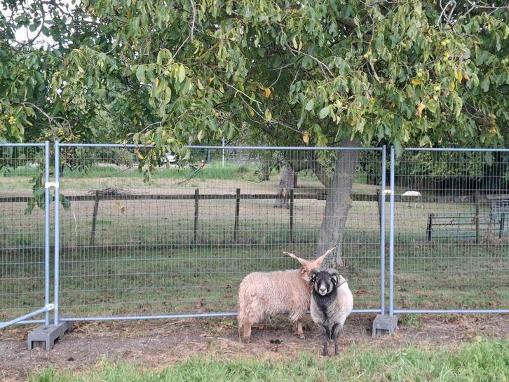 Dekrammen te huur, Dieren en Toebehoren, Schapen, Geiten en Varkens, Schaap, Mannelijk