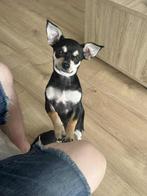 heel mooie chihuahua, Dieren en Toebehoren, Honden | Chihuahua's en Gezelschapshonden, 15 weken tot 1 jaar, Reu, Eén hond, Chihuahua