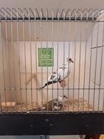 Bewezen kweekkoppel bonte diamantduifjes, Meerdere dieren