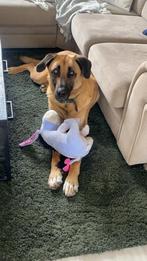 Lieve energieke hond zoekt een nieuw huisje, Dieren en Toebehoren, Honden | Herdershonden en Veedrijvers, Rabiës (hondsdolheid)