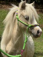 AMHA/NMPRS hengstje 1 Jaar Palominobont, Dieren en Toebehoren, Pony's, Hengst, Recreatiepony, Gechipt, 0 tot 2 jaar
