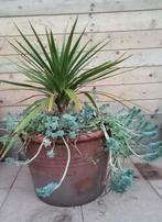 KOOLPALM CORDYLINE IN GROTE AARDEWERK TERRACOTTA POT 50 X 40, Ophalen, Gebruikt, 40 cm of meer, Rond