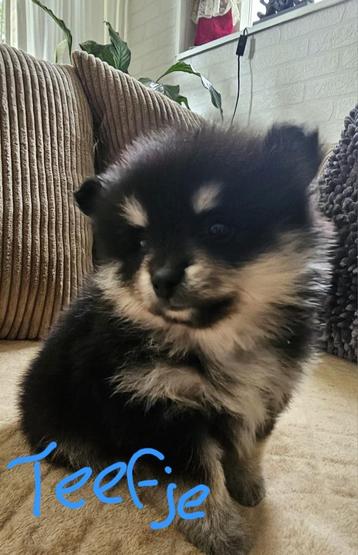 Pomerinaan/dwergkees pups  beschikbaar voor biedingen