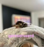 Schattige Britse Korthaar Kittens, Dieren en Toebehoren, Katten en Kittens | Raskatten | Korthaar, Meerdere dieren, Ontwormd, 0 tot 2 jaar