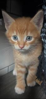 Kitten