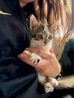 Lieve boerderij kittens, Dieren en Toebehoren, Katten en Kittens | Raskatten | Korthaar, Meerdere dieren
