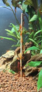 Neocaridina garnalen, Dieren en Toebehoren, Vissen | Aquariumvissen, Kreeft, Krab of Garnaal