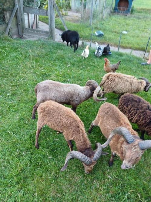Te koop ouessant rammen, Dieren en Toebehoren, Schapen, Geiten en Varkens, Schaap, Mannelijk