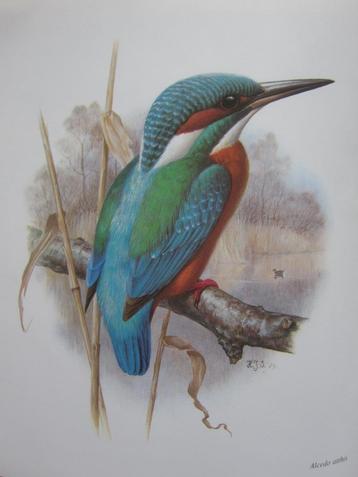 PERMIN OF COPENHAGEN  VOGELS  VD KALENDER  BORDUURPATRONEN beschikbaar voor biedingen