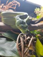 Morelia viridis 1.0, Sorong (Groene Boompython), Dieren en Toebehoren, Reptielen en Amfibieën, Slang, 11 jaar of ouder