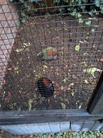 Prachtige Roulrouls te koop., Dieren en Toebehoren