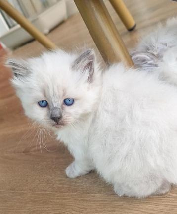 Siberische Neva masquerade kitten  beschikbaar voor biedingen