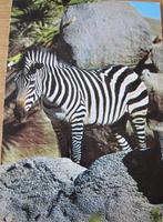 Zebra op ansichtkaart - 1973, Verzamelen, Verzenden, 1960 tot 1980, Gelopen, Wild dier