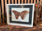 attacus lorquinii mot in witte lijst, Verzamelen, Ophalen of Verzenden, Insect, Opgezet dier