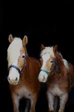 Gezocht weiland., 2 of 3 paarden of pony's, Weidegang