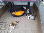 Mooie kruising schotse collie kruising australian Shepherd, CDV (hondenziekte), 8 tot 15 weken, Collie, Meerdere