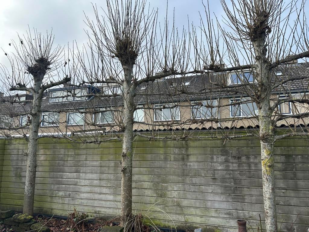 Leilinden, Ophalen of Verzenden, Volle zon, Overige soorten, 250 tot 400 cm