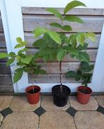 NOTENBOOM KASTANJE HAZELNOOT FRAMBOOS IRIS VAARN FLUWEELBOOM, Ophalen, Minder dan 100 cm, Overige soorten, Lente