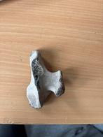 Wervelfragment - Fossiel, Ophalen of Verzenden, Fossiel
