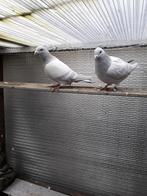 Markplaats, Meerdere dieren, Postduif