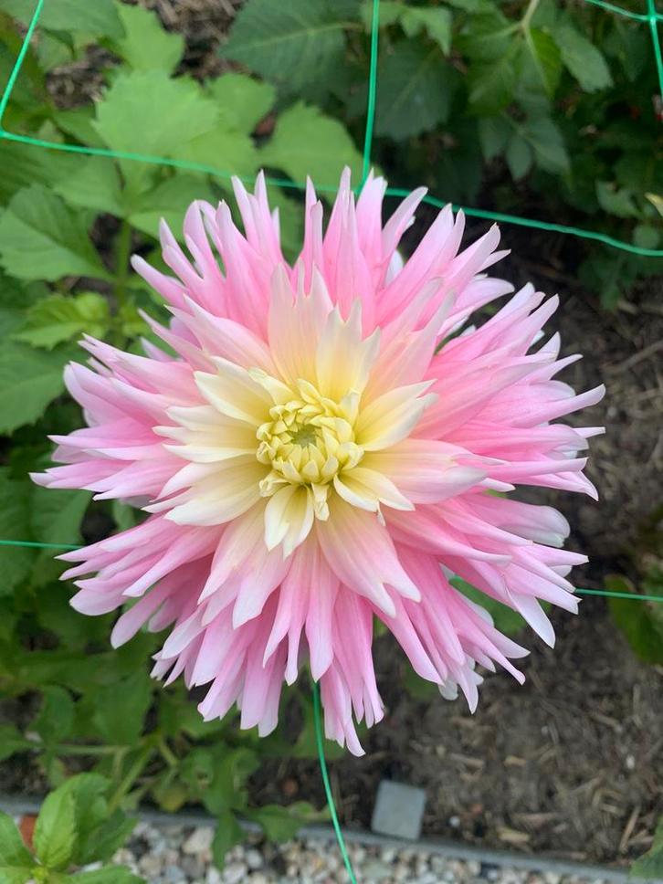 Dahlia knollen (opgedeeld), Tuin en Terras, Bloembollen en Zaden, Knol, Voorjaar, Volle zon, Ophalen of Verzenden
