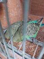 2 JONGE ENGELESEPARKIETEN TE KOOP, Dieren en Toebehoren, Vogels | Duiven, Mannelijk, Postduif