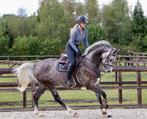 Extreem mooie 5 jarige springgefokte merrie, Dieren en Toebehoren, Merrie, Springpaard, B, Gechipt
