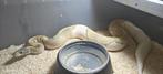 ball python 1.0 mojave hypo pied, Dieren en Toebehoren, Slang, Tam, 3 tot 6 jaar