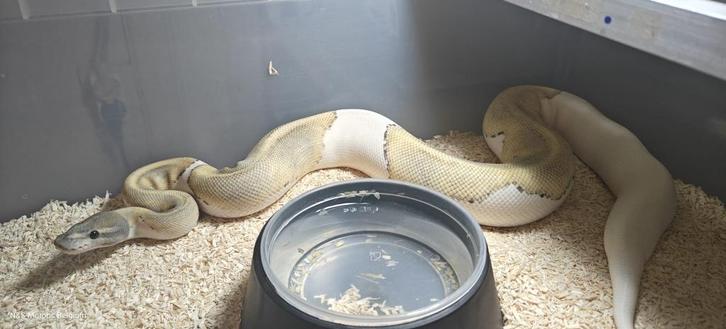 ball python 1.0 mojave hypo pied