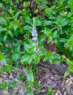 Stekken van biologische groene munt - Mentha spicata, Ophalen, Volle zon, Vaste plant, Kruiden